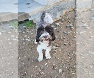 Father of the Havanese puppies born on 06/06/2025