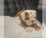 Small #14 English Bulldog