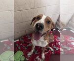 Buster - Male Mutt Dog for Adoption - Small photo