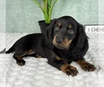 Small #2 Dachshund