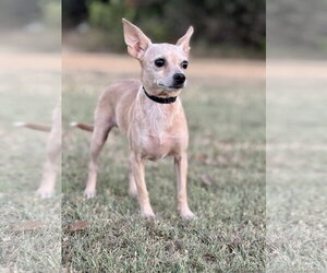 Chihuahua-Unknown Mix Dogs for adoption in PIPE CREEK, TX, USA