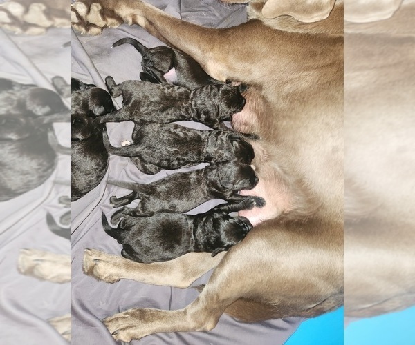 Medium Photo #2 Labradoodle Puppy For Sale in MONTROSE, CO, USA