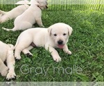 Small Photo #10 Labrador Retriever Puppy For Sale in FARMINGTON, MO, USA