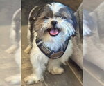 Small #5 Shih Tzu