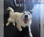 Small #6 Great Pyrenees