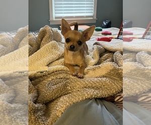 Chihuahua Puppy for sale in COLUMBIA, SC, USA