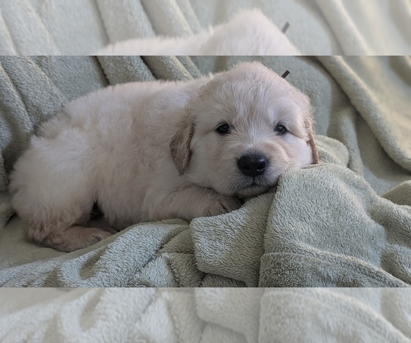 Medium Photo #3 Golden Retriever Puppy For Sale in MODESTO, CA, USA