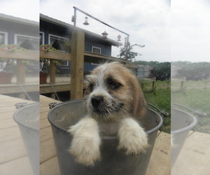 Bea-Tzu Puppy for sale in BUCKLIN, MO, USA