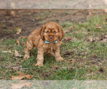 Small Photo #6 Cocker Spaniel Puppy For Sale in NAPPANEE, IN, USA