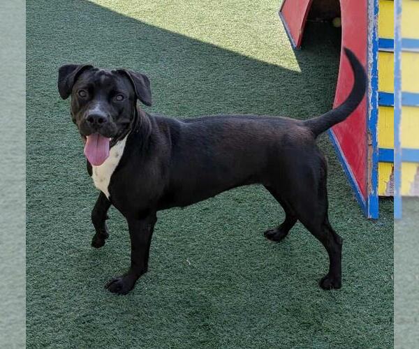 Medium Photo #5 American Pit Bull Terrier-Labrador Retriever Mix Puppy For Sale in Rockwall, TX, USA