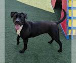 Small #4 American Pit Bull Terrier-Labrador Retriever Mix