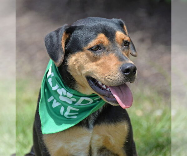 Medium Photo #11 Mutt Puppy For Sale in Gretna, NE, USA