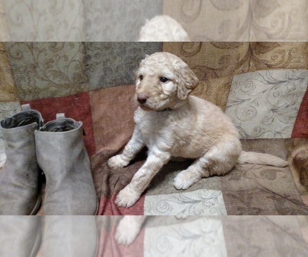 Medium Photo #2 Goldendoodle Puppy For Sale in S WALES, NY, USA
