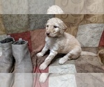 Small Photo #2 Goldendoodle Puppy For Sale in S WALES, NY, USA