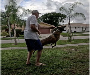 Cody - FL - Male Mutt Dog for Adoption - Photo #5
