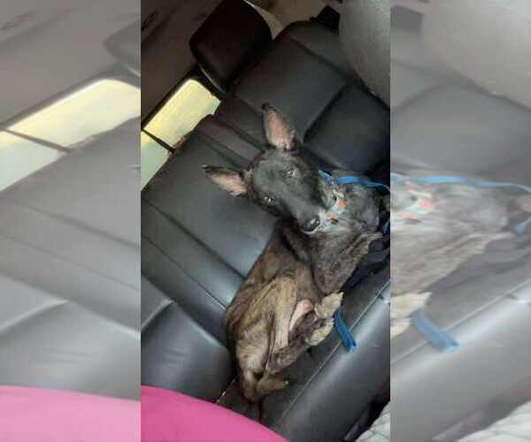 Medium Photo #6 Dutch Shepherd -Unknown Mix Puppy For Sale in Imlay City, MI, USA
