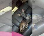 Small #5 Dutch Shepherd  Mix