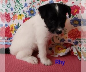 Medium Jack Russell Terrier-Schnauzer (Miniature) Mix