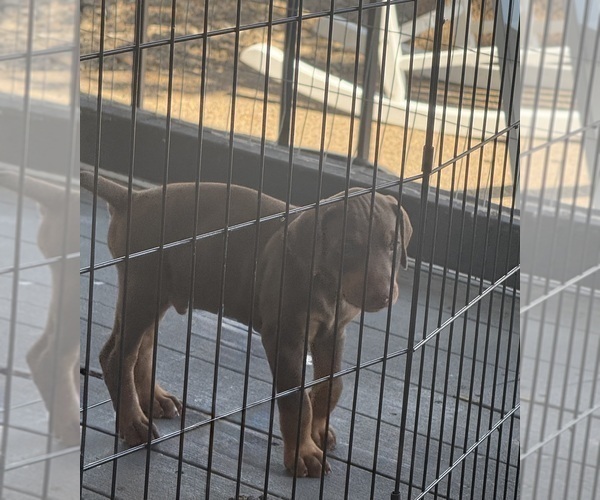 Medium Photo #3 Doberman Pinscher Puppy For Sale in MEDFORD, OR, USA