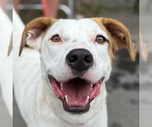 Toby - Male Mutt Dog for Adoption - Photo #16