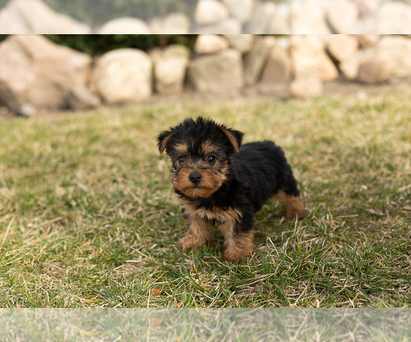 Medium Photo #4 Yorkshire Terrier Puppy For Sale in MILLERSBURG, IN, USA