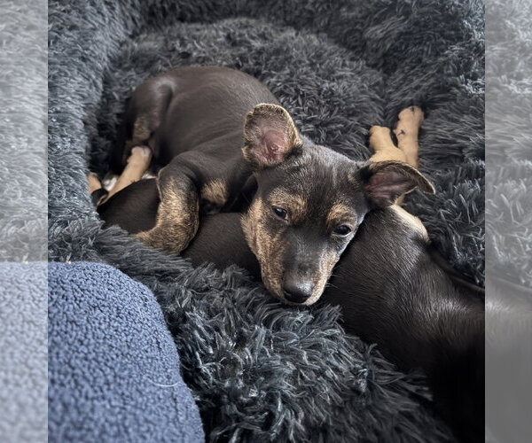 Medium Photo #1 Mutt Puppy For Sale in Brooklyn Center, MN, USA