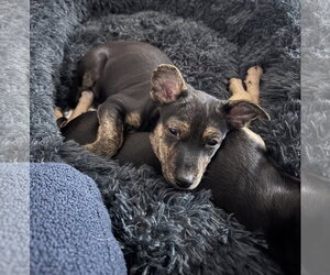 Mutt Dogs for adoption in Brooklyn Center, MN, USA