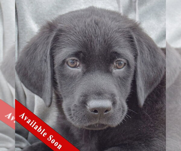 Medium Photo #1 Mutt Puppy For Sale in Huntley, IL, USA