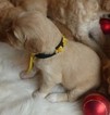 Small Photo #2 Goldendoodle Puppy For Sale in BOLIVAR, MO, USA
