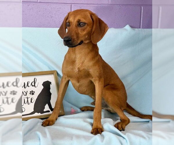 Medium Photo #4 Redbone Coonhound-Unknown Mix Puppy For Sale in Genesee, WI, USA