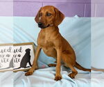 Small #3 Redbone Coonhound Mix