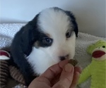 Small Photo #12 Miniature American Shepherd Puppy For Sale in PLACERVILLE, CA, USA