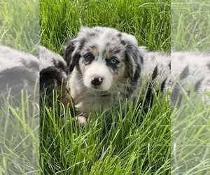 Australian Shepherd Puppy for Sale in MARTINSVILLE, Indiana USA