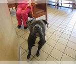 Small American Staffordshire Terrier