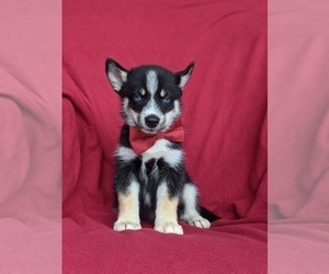 Pomsky Puppy for sale in LANCASTER, PA, USA
