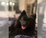 Small Photo #1 Pomeranian Puppy For Sale in KENT, WA, USA