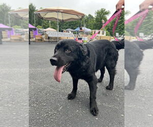 Field Spaniel-Labrador Retriever Mix Dogs for adoption in Benton, PA, USA