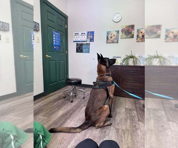 Medium Photo #2 German Shepherd Dog-Unknown Mix Puppy For Sale in Imlay City, MI, USA