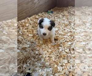 Border Collie Puppy for sale in JACKSON SMT, PA, USA