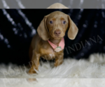 Small #3 Dachshund