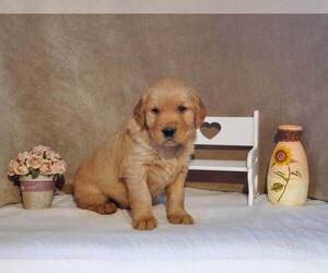 Golden Retriever Litter for sale in SHERWOOD, OH, USA