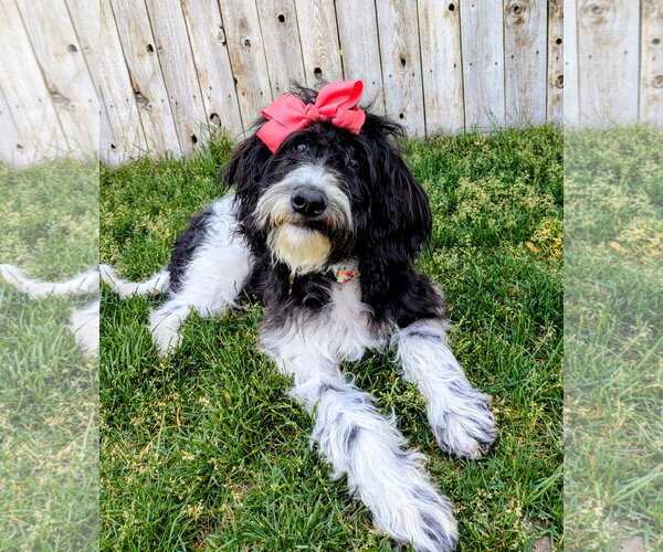 Medium Photo #10 Poodle (Standard)-Unknown Mix Puppy For Sale in Sandy, UT, USA