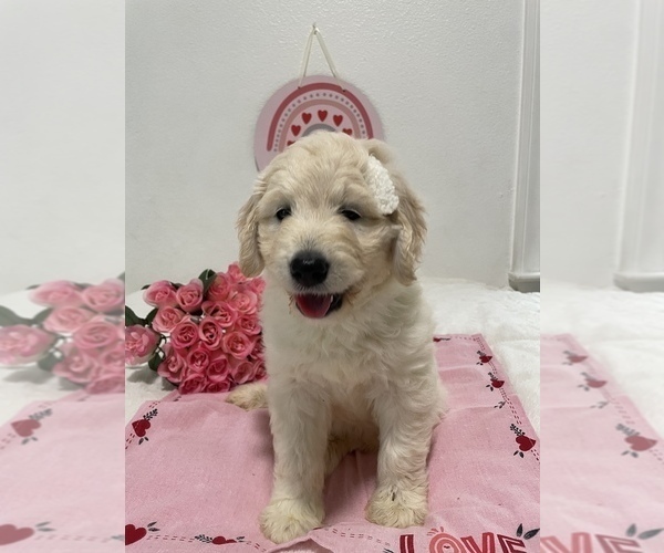 Full screen Photo #1 Goldendoodle Puppy For Sale in NORTH HIGHLANDS, CA, USA