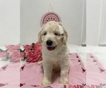 Small Photo #1 Goldendoodle Puppy For Sale in NORTH HIGHLANDS, CA, USA