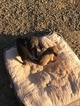 Small Photo #11 Border Collie Puppy For Sale in COLTON, OR, USA