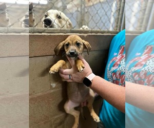 Beagle-Unknown Mix Dogs for adoption in SHERBURNE, NY, USA