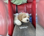 Small Photo #13 Goldendoodle Puppy For Sale in FALMOUTH, VA, USA