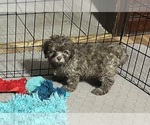 Max - Male Shih-Poo Puppy for Sale - Photo #2