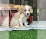 Small #1 Bichpoo-Cavalier King Charles Spaniel Mix