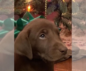 Labrador Retriever Puppy for sale in LONG ISLAND, VA, USA